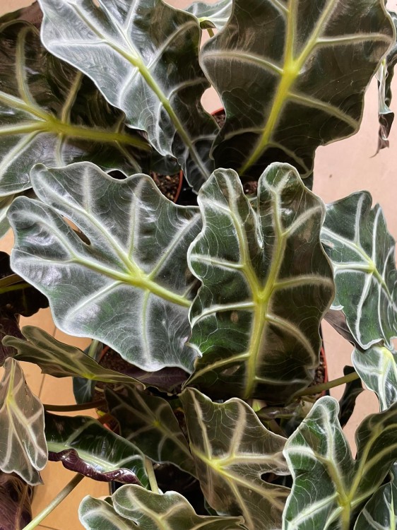 Alocasia amazonica 'Polly' (7).jpg