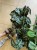 Alocasia amazonica 'Polly' (8).jpg