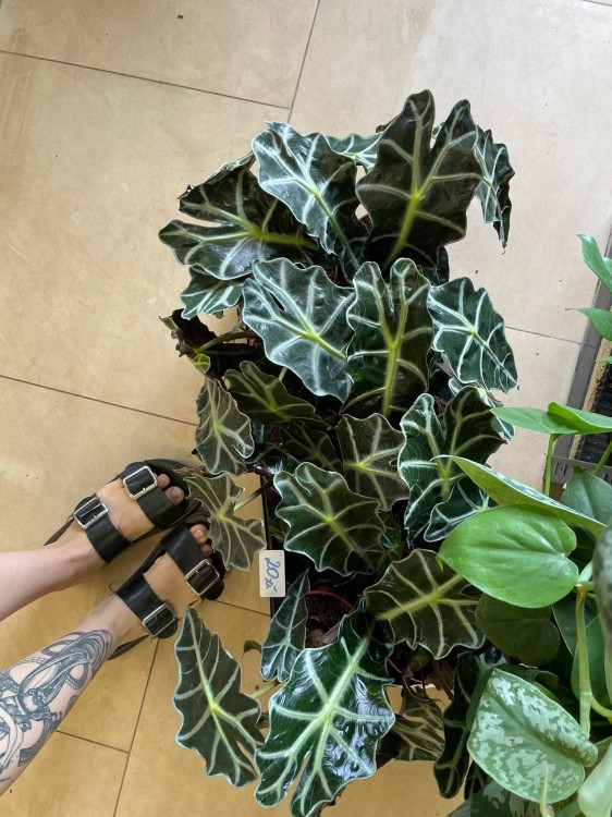 Alocasia amazonica 'Polly' (8).jpg