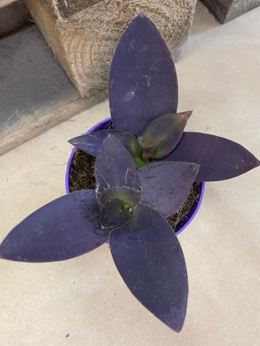 Tradescantia pallida 'Purple Heart' (1).jpg