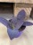 Tradescantia pallida 'Purple Heart' (2).jpg