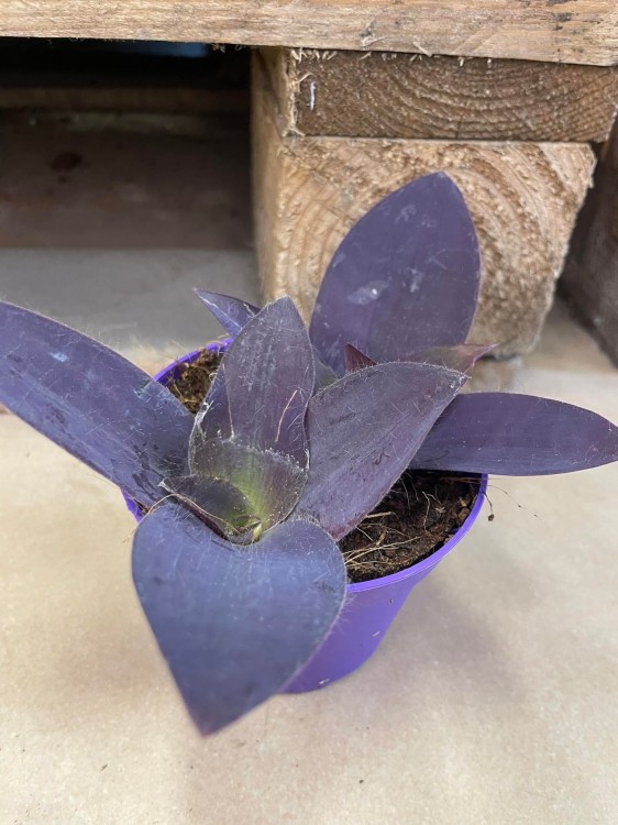 Tradescantia pallida 'Purple Heart' (2).jpg