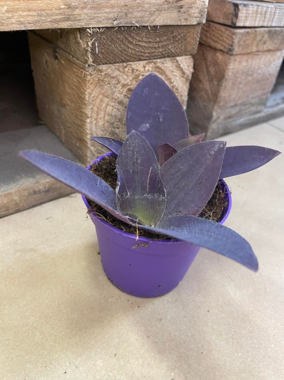Tradescantia pallida 'Purple Heart' (3).jpg