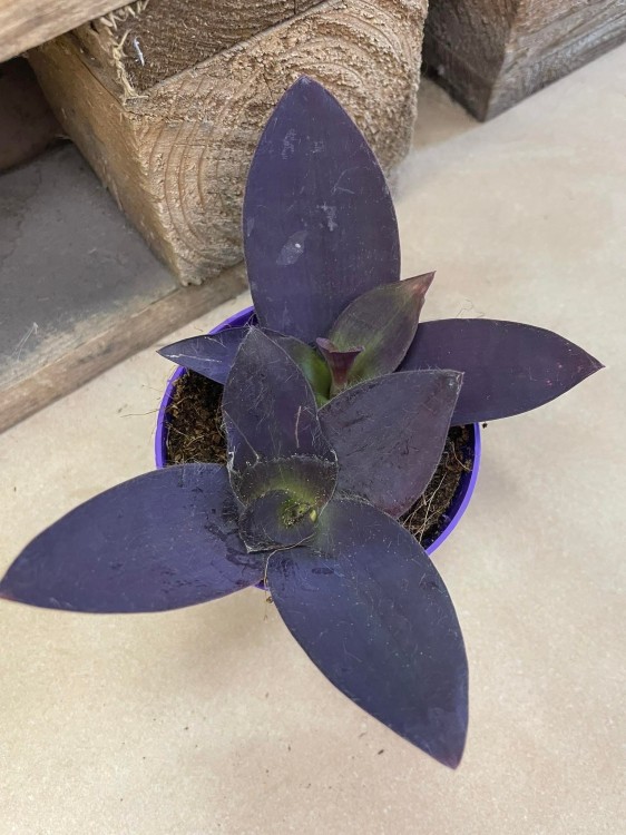 Tradescantia pallida 'Purple Heart' (4).jpg