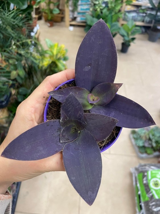 Tradescantia pallida 'Purple Heart' (5).jpg