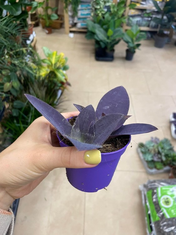 Tradescantia pallida 'Purple Heart' (6).jpg