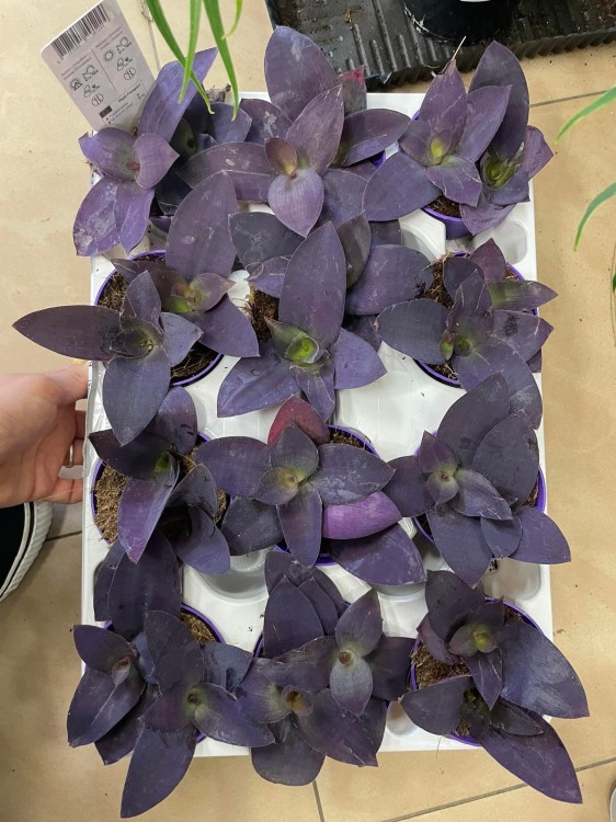Tradescantia pallida 'Purple Heart' (7).jpg