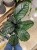 Kalatea Calathea ornata sanderiana   XL (1).jpg