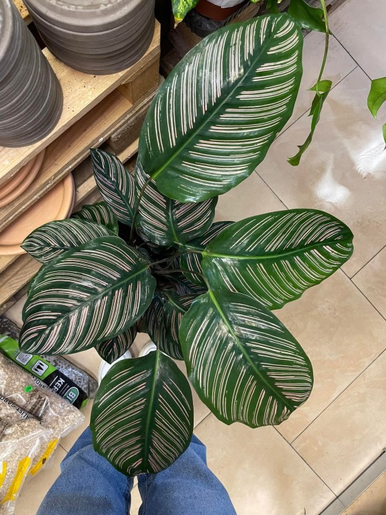 Kalatea Calathea ornata sanderiana   XL (1).jpg