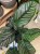 Kalatea Calathea ornata sanderiana   XL (2).jpg