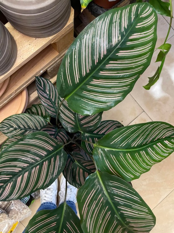 Kalatea Calathea ornata sanderiana   XL (2).jpg