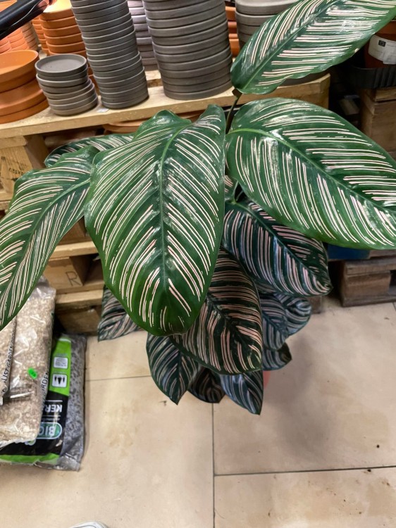 Kalatea Calathea ornata sanderiana   XL (3).jpg