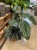 Kalatea Calathea ornata sanderiana   XL (4).jpg