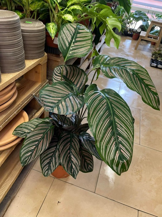 Kalatea Calathea ornata sanderiana   XL (4).jpg