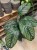 Kalatea Calathea ornata sanderiana   XL (5).jpg