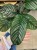Kalatea Calathea ornata sanderiana   XL (6).jpg