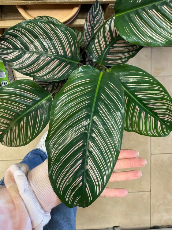 Kalatea Calathea ornata sanderiana   XL (6).jpg
