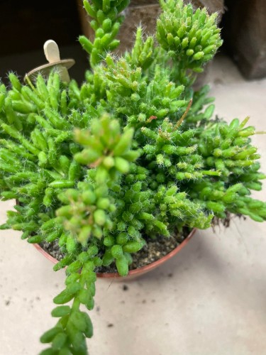 rhipsalis patyczak mesembryanthemoides (2).jpg