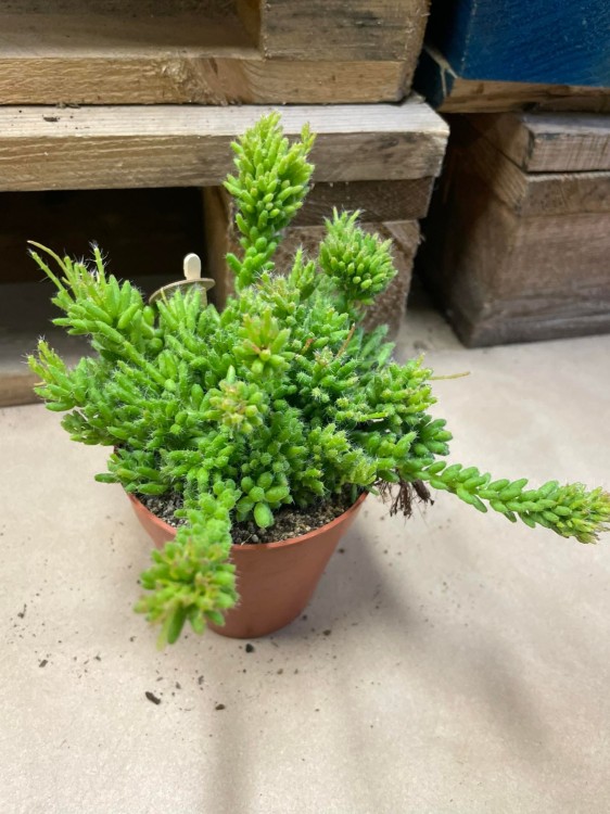 rhipsalis patyczak mesembryanthemoides (3).jpg