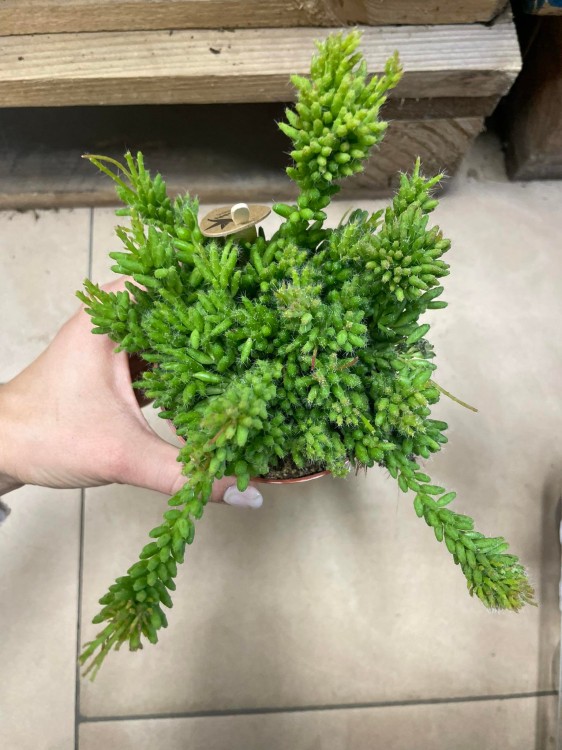rhipsalis patyczak mesembryanthemoides (4).jpg