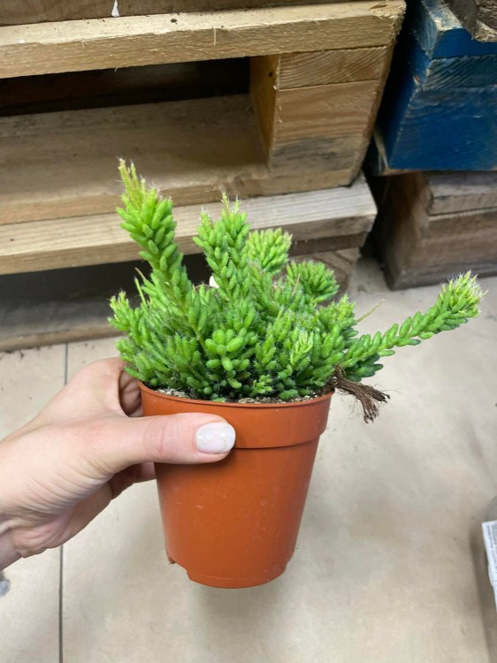 rhipsalis patyczak mesembryanthemoides (6).jpg