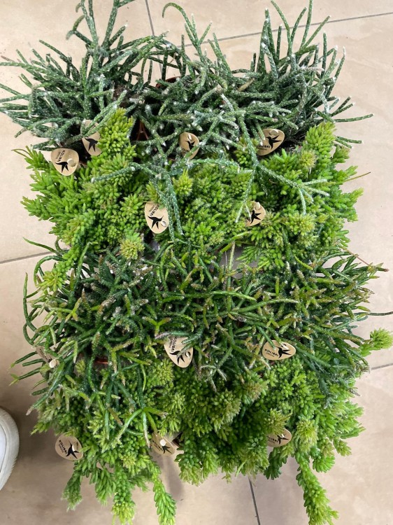 rhipsalis patyczak mesembryanthemoides (1).jpg