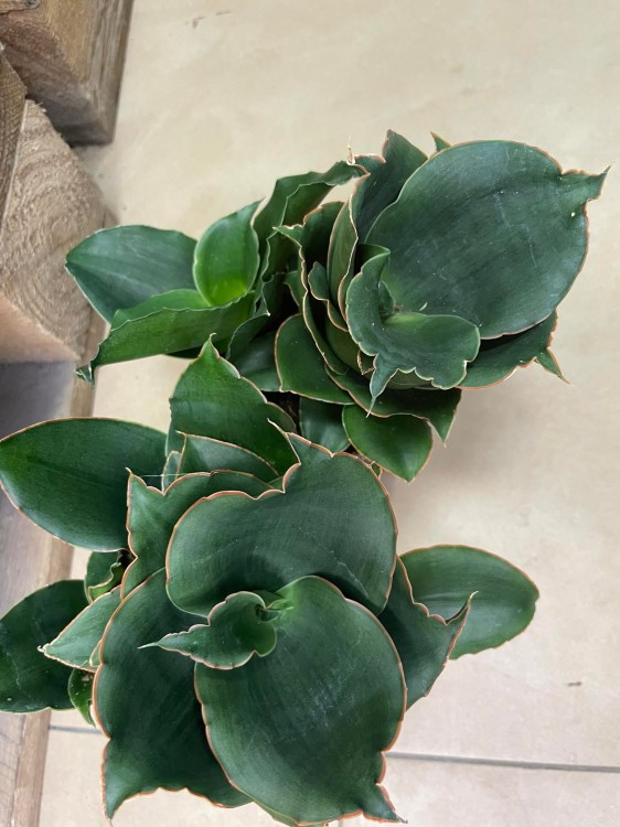 Sansevieria 'Star Rose' - sansewieria RÓŻA (1).jpg