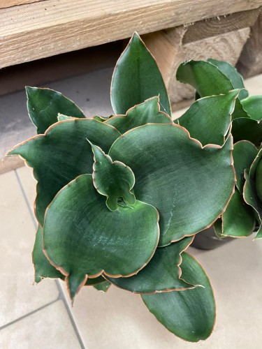 Sansevieria 'Star Rose' - sansewieria RÓŻA (2).jpg