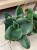 Sansevieria 'Star Rose' - sansewieria RÓŻA (2).jpg