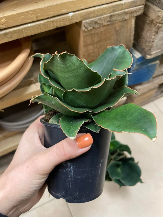 Sansevieria 'Star Rose' - sansewieria RÓŻA (3).jpg