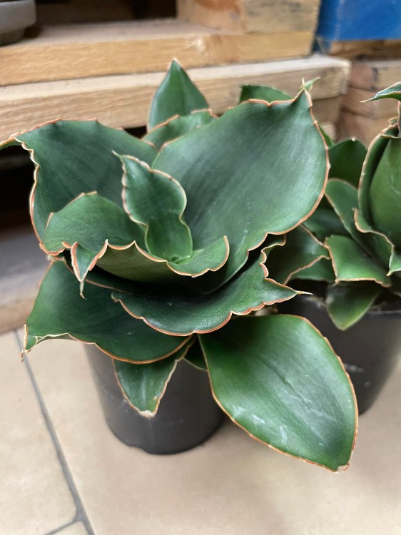 Sansevieria 'Star Rose' - sansewieria RÓŻA (4).jpg