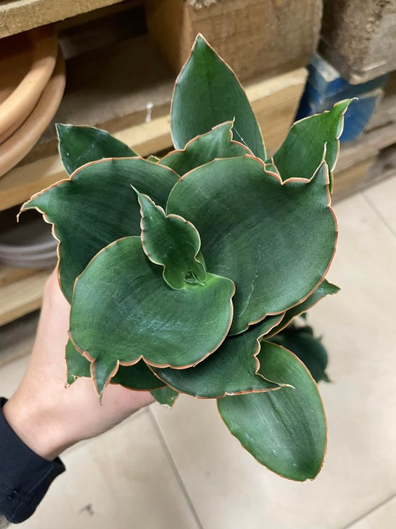 Sansevieria 'Star Rose' - sansewieria RÓŻA (5).jpg