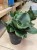 Sansevieria 'Star Rose' - sansewieria RÓŻA (6).jpg