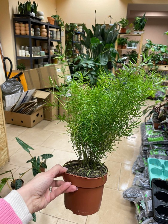 Asparagus densiflorus Sprengeri (Szparag) (1).jpg