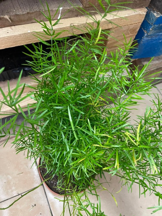 Asparagus densiflorus Sprengeri (Szparag) (2).jpg