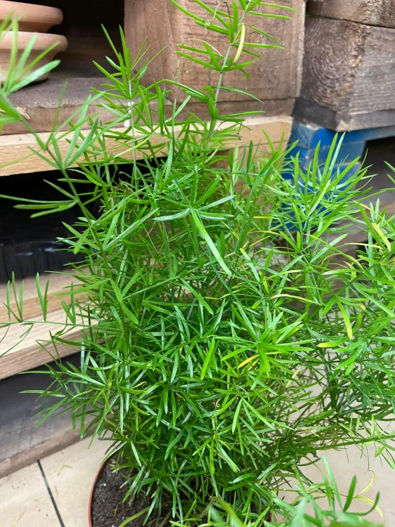 Asparagus densiflorus Sprengeri (Szparag) (3).jpg