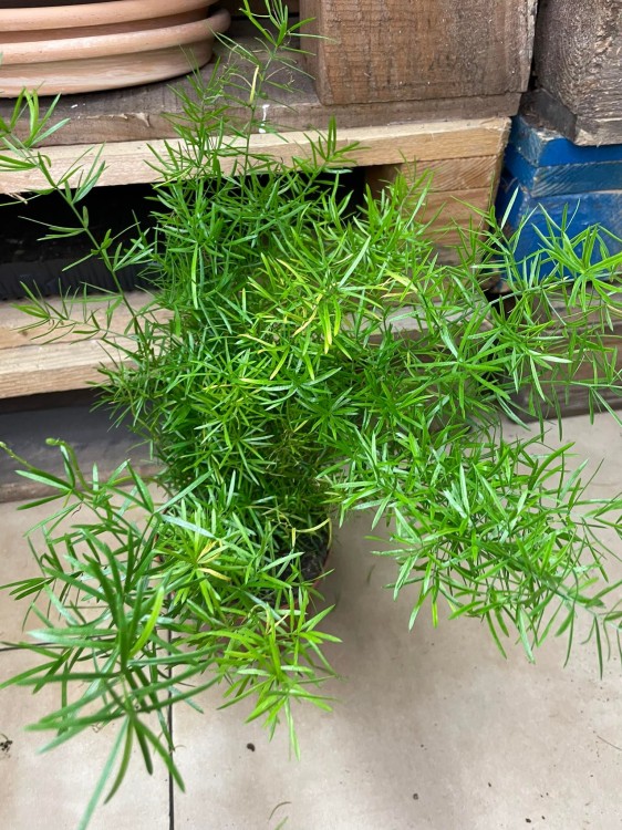 Asparagus densiflorus Sprengeri (Szparag) (5).jpg