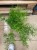 Asparagus densiflorus Sprengeri (Szparag) (6).jpg