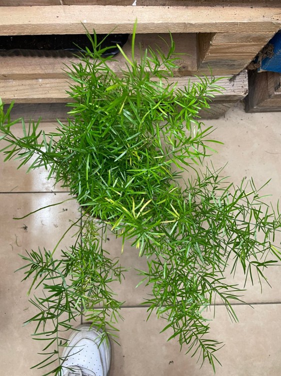 Asparagus densiflorus Sprengeri (Szparag) (6).jpg