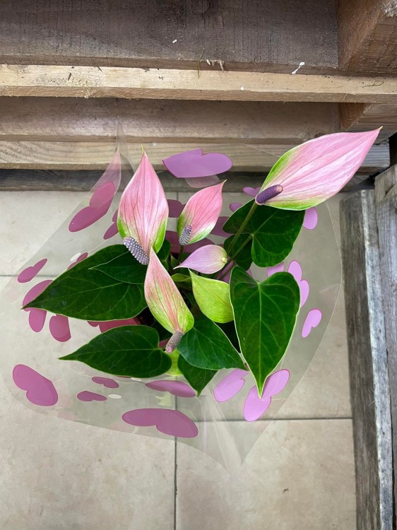 Anthurium 'Nano Pink' (3).jpg
