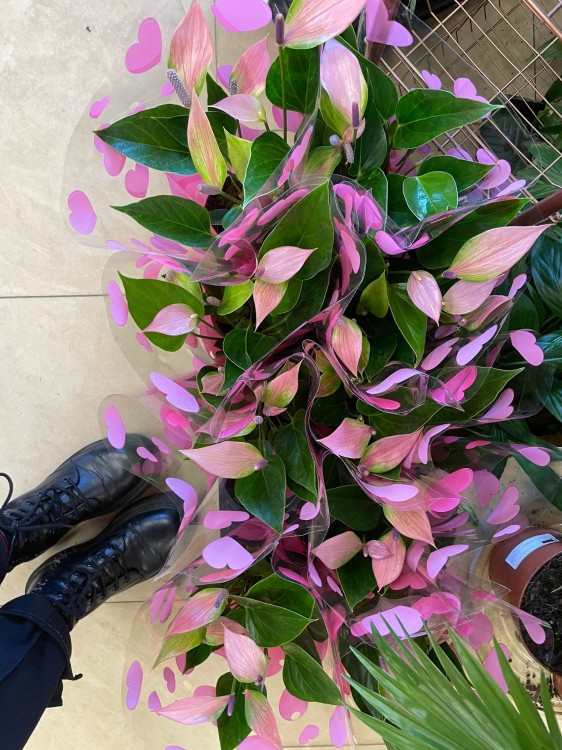 Anthurium 'Nano Pink' (4).jpg