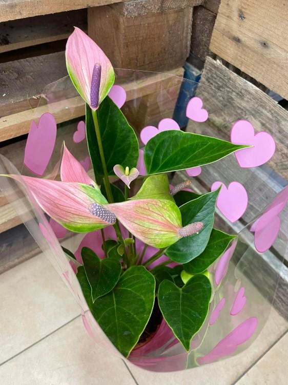Anthurium 'Nano Pink' (5).jpg