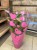 Anthurium 'Nano Pink' (6).jpg