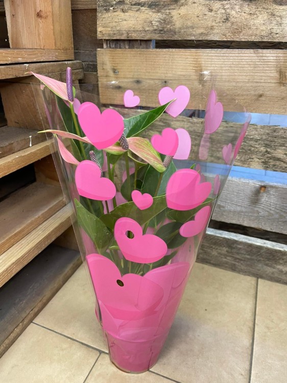 Anthurium 'Nano Pink' (6).jpg