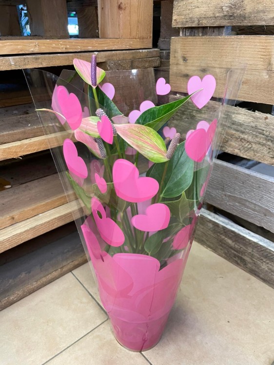 Anthurium 'Nano Pink' (7).jpg