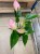 Anthurium 'Nano Pink' (9).jpg