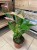 Anthurium 'Nano Pink' (10).jpg