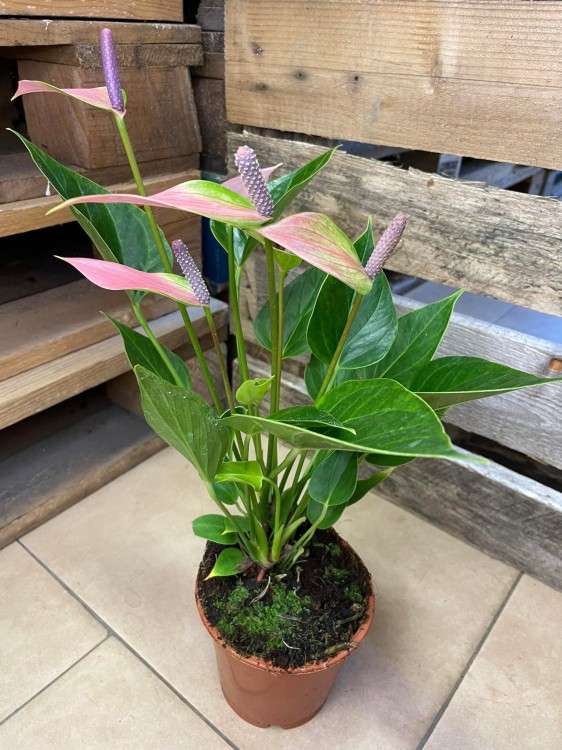 Anthurium 'Nano Pink' (10).jpg