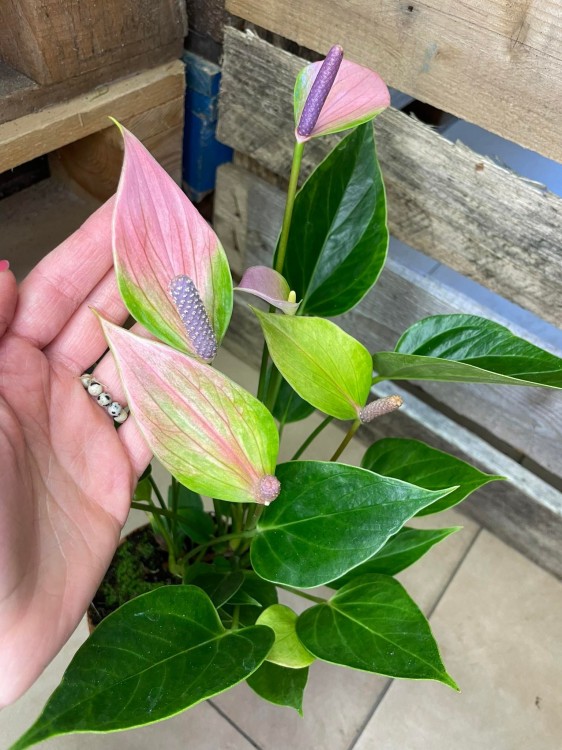 Anthurium 'Nano Pink' (11).jpg