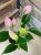 Anthurium 'Nano Pink' (2).jpg
